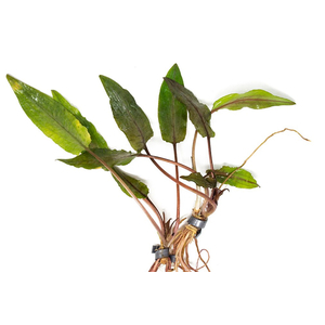 КРИПТОКОРИНА УНДУЛАТА - Cryptocoryne undulata