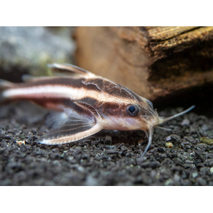 Platydoras armatulus — полосатый платидорас, вид сомов из семейства Броняковых (Doradidae). Также известен как полосатый сом Рафаэля, колючий сом, шоколадный сом, полосатый говорящий сом.