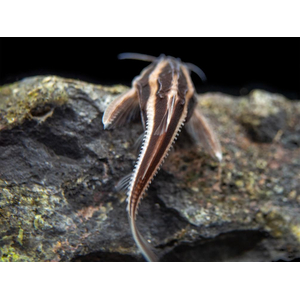 Platydoras armatulus — полосатый платидорас, вид сомов из семейства Броняковых (Doradidae). Также известен как полосатый сом Рафаэля, колючий сом, шоколадный сом, полосатый говорящий сом.