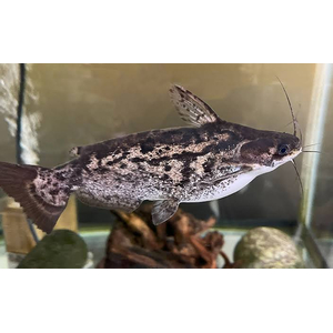 Trachelyopterus fisheri — пресноводный сом, также известен как сом-коряжка. Принадлежит к семейству Затылкоперые сомы (Auchenipteridae).