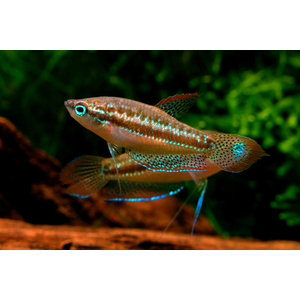 Trichopsis pumila — научное название карликового гурами (пумилы) — вида лабиринтовых рыб из семейства макроподовых.