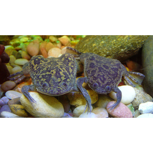 Xenopus laevis — вид южноафриканской водной лягушки рода шпорцевые лягушки. Также известна как гладкая шпорцевая лягушка или (по-местному) платанна.