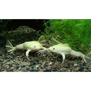 Xenopus laevis — вид южноафриканской водной лягушки рода шпорцевые лягушки. Также известна как гладкая шпорцевая лягушка или (по-местному) платанна.