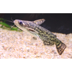 Trachelyopterus fisheri — пресноводный сом, также известен как сом-коряжка. Принадлежит к семейству Затылкоперые сомы (Auchenipteridae).