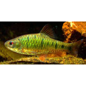 Зелёный барбус (лат. Barbodes semifasciolatus) — субтропическая пресноводная рыба семейства карповых, селекционная форма барбуса суматранского, специально адаптированная к аквариумной жизни.
