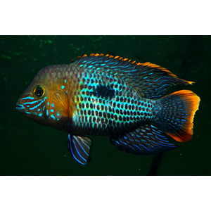 Акара бирюзовая (Andinoacara rivulatus) — рыба из семейства цихловых (цихлид). Обитает в основном в водах Южной Америки, Эквадора и Перу.