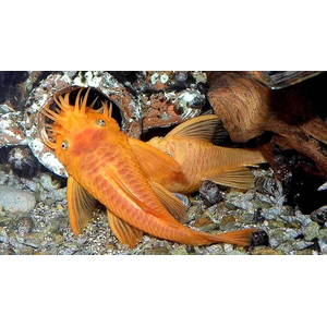 Ancistrus Super Red (анциструс красный) — селекционная форма обыкновенного анциструса. Впервые эту цветовую вариацию вывели немецкие селекционеры.