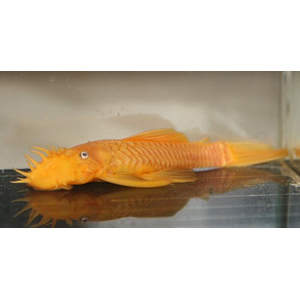 Ancistrus Super Red (анциструс красный) — селекционная форма обыкновенного анциструса. Впервые эту цветовую вариацию вывели немецкие селекционеры.