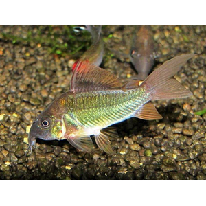 Brochis splendens — вид лучепёрых рыб из семейства панцирных сомов, известный также под названиями: зелёный сомик, зелёный брохис, изумрудный сомик. Некоторые систематики относят этот вид к сестринскому роду коридорасов (лат. Corydoras splendens).