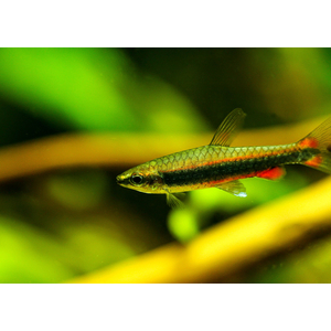 Нанностомус Бекфорда красный (Nannostomus beckfordi red) — стайная активная аквариумная рыбка из семейства Lebiasinidae (Лебиасиновые). Названа в честь британского натуралиста Бекфорда, который поймал первых представителей и предоставил их для изучения в Британский музей.