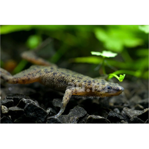 Hymenochirus boettgeri — вид земноводных семейства пиповых, также известен как карликовый когтеносец или когтеносец Бёттгера. Видовое название дано в честь немецкого зоолога Оскара Бёттгера (1844–1910).