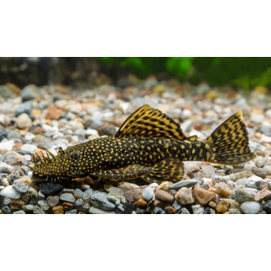 Ancistrus cirrhosus — вид лучепёрых рыб семейства кольчужных сомов, аквариумная рыбка.