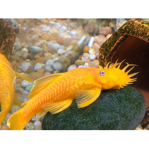 Ancistrus Super Red (анциструс красный) — селекционная форма обыкновенного анциструса. Впервые эту цветовую вариацию вывели немецкие селекционеры.