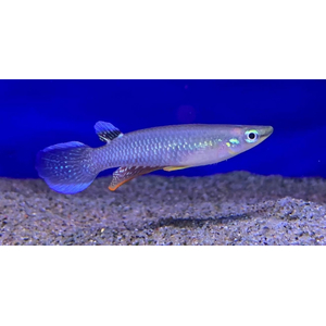 Панхакс (научное наименование — Aplocheilus panchax) — аквариумная рыбка, также известная как азиатская щучка или индийская щучка. Принадлежит семейству Aplocheilidae.