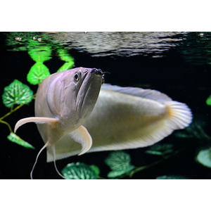 Osteoglossum bicirrhosum — научное название светлой араваны (серебристой араваны) — тропической пресноводной рыбы из семейства аравановых отряда араванообразных.