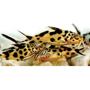 Synodontis multipunctatus — пресноводная рыбка из семейства Перистоусых сомов, известная как синодонтис многопятнистый или сом-кукушка.