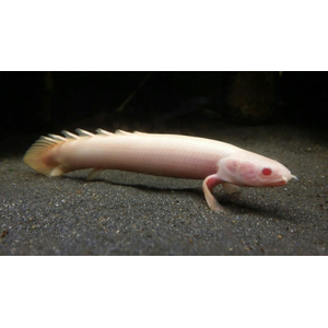 Polypterus senegalus albino — альбиносная форма полиптеруса сенегальского (Polypterus senegalus). Это вид пресноводных лучепёрых рыб из семейства многопёровых.