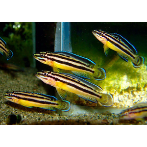 Юлидохромис «Кипили» (Julidochromis regani var. «Kipili») — одна из локальных популяций юлидохромиса регана, эндемик озера Танганьика в Африке.