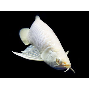 Osteoglossum bicirrhosum albino — название американской арованы-альбиноса (Osteoglossum bicirrhosum albino) — аквариумной рыбы. Это тропическая пресноводная рыба из семейства аравановых отряда араванообразных.