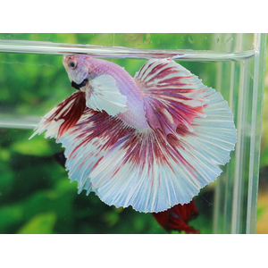 Петушок «Супердельта Дамбо Слоноухий» — разновидность лабиринтовых рыбок петушков, селекционная форма сиамского петушка.