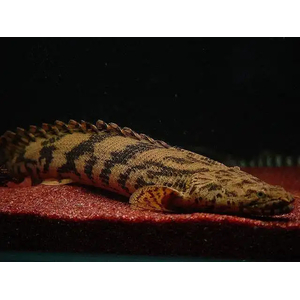 Polypterus endlicheri — пресноводная лучепёрая рыба из семейства Многоперовые. Второе название — тигровый полиптерус — за характерные тёмные полосы поперёк тела.