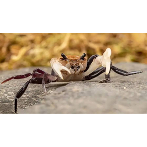 Lepidothelphusa padawan Borneo Panda Crab — редкий вид карликовых крабов, происходящий с острова Борнео.