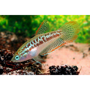 Trichopsis pumila — научное название карликового гурами (пумилы) — вида лабиринтовых рыб из семейства макроподовых.