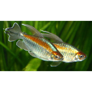 Тетра конго (Phenacogrammus interruptus) — пресноводная лучеперая рыбка из семейства Алестовые, или Африканские тетры. Нередко встречается под другими именами: радужный конго, конголезский конго, королевский конго.