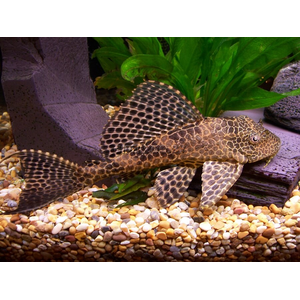 Hypostomus plecostomus — вид лучепёрых рыб из семейства кольчужных сомов, обыкновенный сомик-нижнерот. Первое научное описание было сделано Карлом Линнеем в 1758 году.