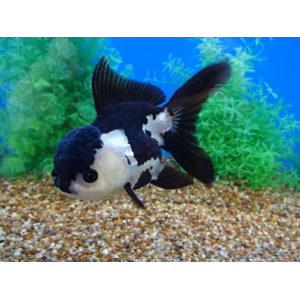 «Оранда панда» (Goldfish Oranda Panda) — разновидность золотой рыбки (Carassius auratus) из семейства Карповых. Название дано из-за расцветки, схожей с внешним видом панды.