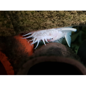 L144 Snow White — селекционная форма аквариумной рыбки анциструса («Снежок»).