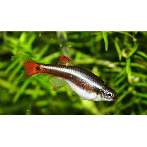 Кардинал (Tanichthys albonubes) — небольшая аквариумная рыбка из семейства карповых. Название получила за присутствие в окрасе красного цвета, напоминающего цвет мантии высокопоставленных священников Католической церкви.