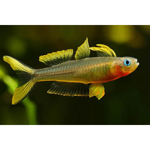 Pseudomugil furcatus — вид рыбки, известный как попондетта фурката (вильчатохвостая синеглазка). Это небольшая стайная рыбка из семейства Псевдомугиловые.