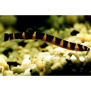 Акантофтальмус Кюля (Pangio kuhlii) — пресноводная лучепёрая рыбка из семейства Вьюновые. Назван в честь немецкого зоолога Генриха Куля, который первым описал вид.