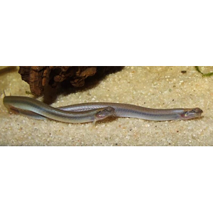 Pangio anguillaris (акантофтальмус ангилларис) — вид гольцов, семейство вьюновых (Cobitidae).