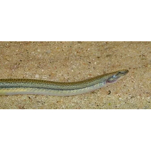 Pangio anguillaris (акантофтальмус ангилларис) — вид гольцов, семейство вьюновых (Cobitidae).