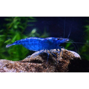 Blue Diamond — селекционная форма широко известной креветки Neocaridina heteropoda. В природе не встречается.

Отличительная особенность:

Насыщенный синий окрас тела — отличительная особенность породы. Яркость окраса зависит от качества питания и цвета субстрата — чем грунт темнее, тем ярче окрас.