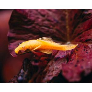 Ancistrus Super Red (анциструс красный) — селекционная форма обыкновенного анциструса. Впервые эту цветовую вариацию вывели немецкие селекционеры.