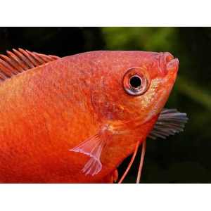 Гурами медовый красный — селекционная форма медового гурами, отличающаяся более насыщенной красновато-медовой окраской. Относится к подотряду Лабиринтовые и семейству Макроподовые.