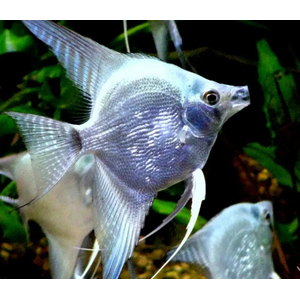 Скалярия «Платина Жемчуг» — селекционная форма обыкновенной скалярии (Pterophyllum scalare). Название получила благодаря светло-серебристой чешуе, которой покрыто тело.