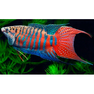 Макропод (Macropodus opercularis) — вид лабиринтовых рыб из семейства макроподовых. Известен под названиями «райская рыбка», «голубая райская» или «голубая гурами».