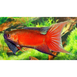 Macropodus opercularis super red — селекционная форма макропода (Macropodus opercularis). Дикие особи этого вида редки в аквариумах, так как он разводится на коммерческой основе.