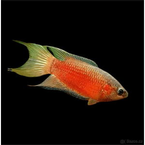 Macropodus opercularis super red — селекционная форма макропода (Macropodus opercularis). Дикие особи этого вида редки в аквариумах, так как он разводится на коммерческой основе.