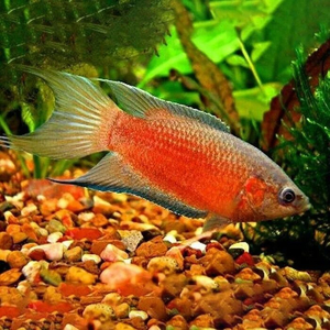 Macropodus opercularis super red — селекционная форма макропода (Macropodus opercularis). Дикие особи этого вида редки в аквариумах, так как он разводится на коммерческой основе.