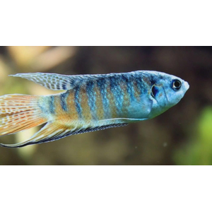 Blue Paradise Fish (макропод, райская рыба) — вид лабиринтовых рыб из семейства макроподовых. Известен под названиями «райская рыбка», «голубая райская» или «голубая гурами»