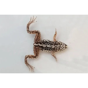 Hymenochirus boettgeri — вид земноводных семейства пиповых, также известен как когтеносец Бёттгера или карликовая лягушка. Видовое название дано в честь немецкого зоолога Оскара Бёттгера (1844–1910).