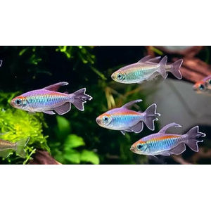 Тетра конго (Phenacogrammus interruptus) — пресноводная лучеперая рыбка из семейства Алестовые, или Африканские тетры. Нередко встречается под другими именами: радужный конго, конголезский конго, королевский конго.