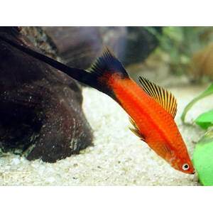 Меченосец берлинский (Xiphophorus hellerii) — искусственно выведенная порода аквариумных рыбок. Это гибрид между обычным зелёным меченосцем и пецилией чернохвостой.