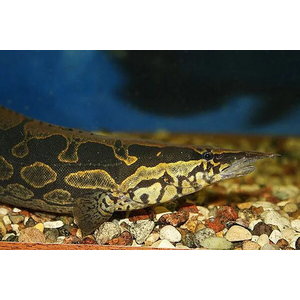 Мастацембел арматус (Mastacembelus armatus) — вид рыб из семейства хоботнорылых (Mastacembelidae). Внешне похож на угря, но никакого отношения к нему не имеет, анатомически и физиологически ближе к окуням.