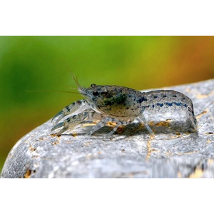 Мексиканский карликовый серый голубой рак (Cambarellus diminutus) — пресноводное ракообразное из отряда Десятиногие раки. Отличается миниатюрными размерами и мраморным окрасом тела.